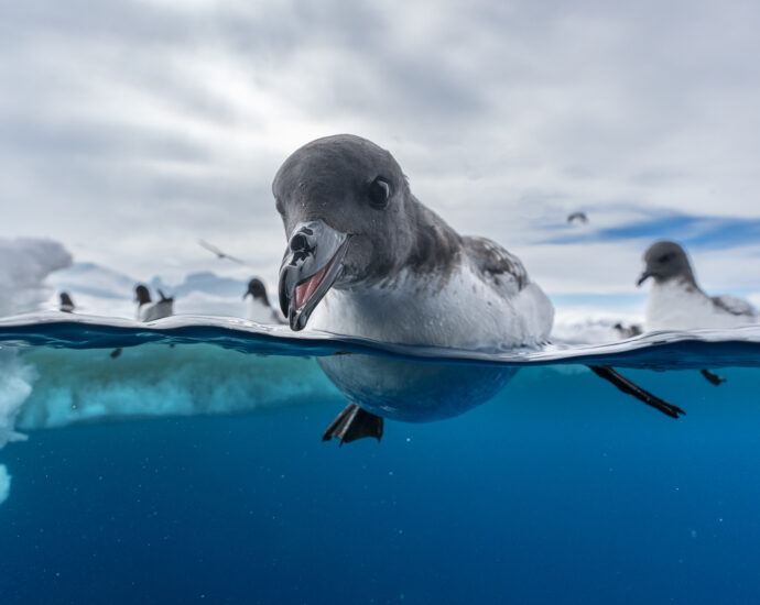 14 soaring and stunning images from 2024 Bird Photographer of the Year awards