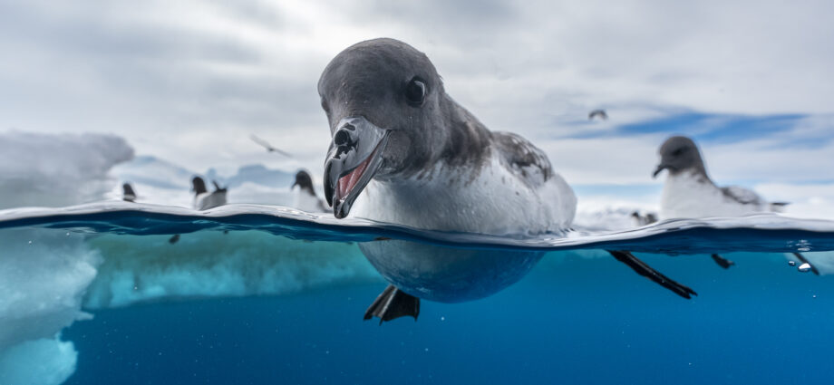 14 soaring and stunning images from 2024 Bird Photographer of the Year awards
