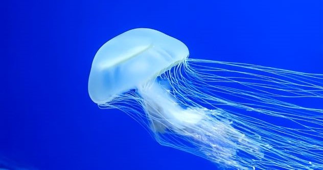 10 Clever Creatures That Don’t Have a Brain