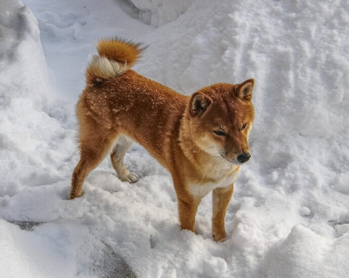 Shiba Inu (SHIB) Breakout Finally Here? Community Awaits ATH Announcement