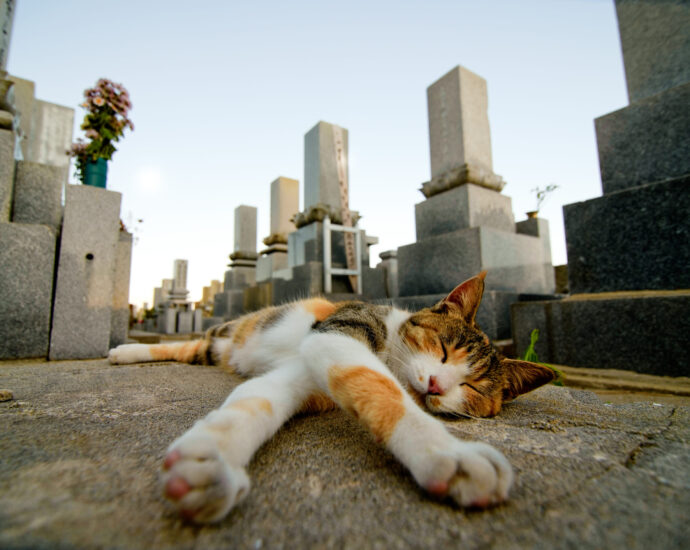Japan’s Cat Island won’t survive much longer