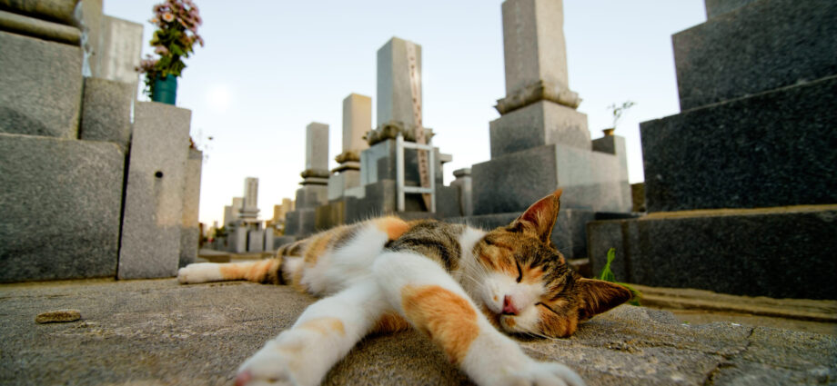 Japan’s Cat Island won’t survive much longer