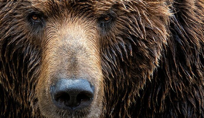 NCSC issues fresh alert over wave of Cozy Bear activity