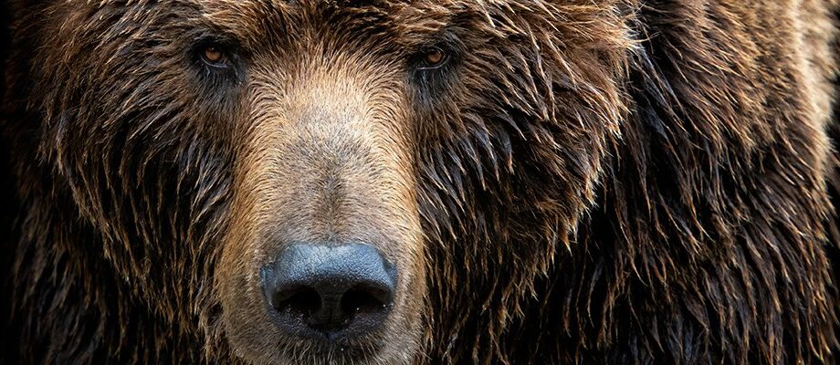 NCSC issues fresh alert over wave of Cozy Bear activity