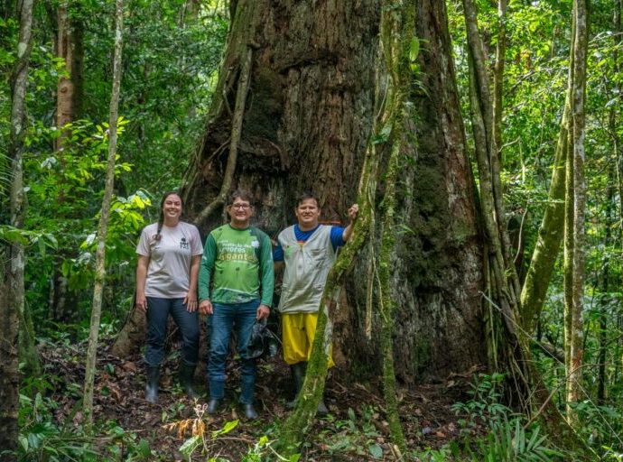 Brazil upgrades park to protect Amazon’s tallest tree, allows tourism