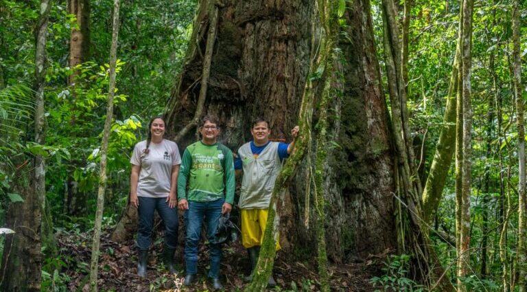 Brazil upgrades park to protect Amazon’s tallest tree, allows tourism