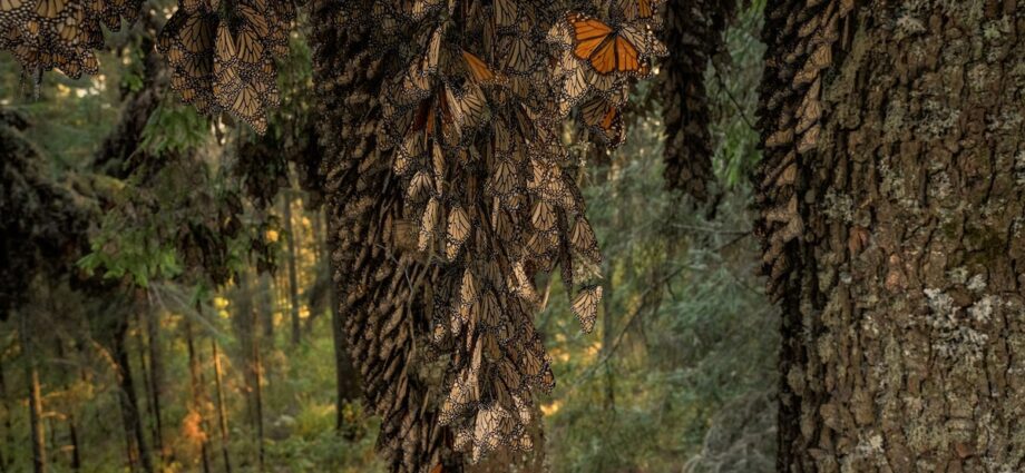 To save monarch butterflies, these scientists want to move mountains