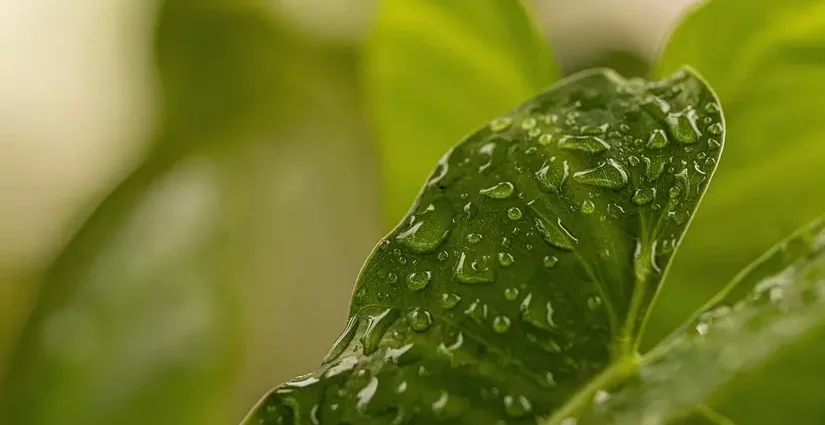 FairMoove strengthens its commitment with the acquisition of We Go GreenR and FiG