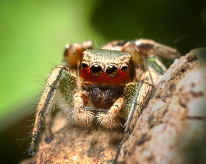 The Download: inside animals’ minds, and how to make AI agents useful