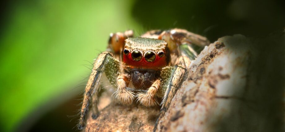 The Download: inside animals’ minds, and how to make AI agents useful