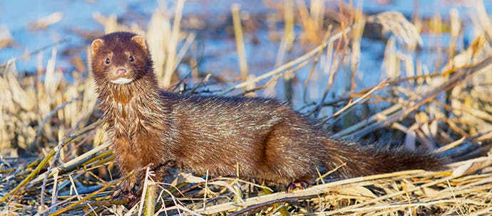 A Mink Tale