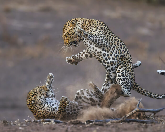 14 dramatic moments from the 2024 Nature’s Best Photo Awards
