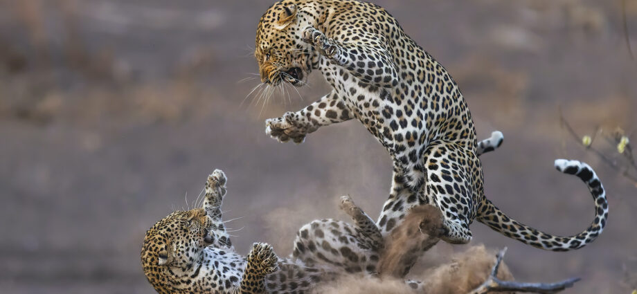 14 dramatic moments from the 2024 Nature’s Best Photo Awards