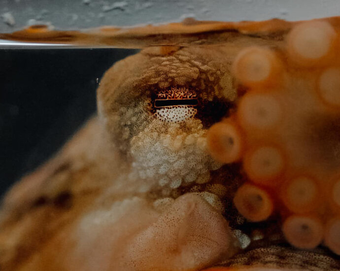 For octopuses, changing colors is hard work