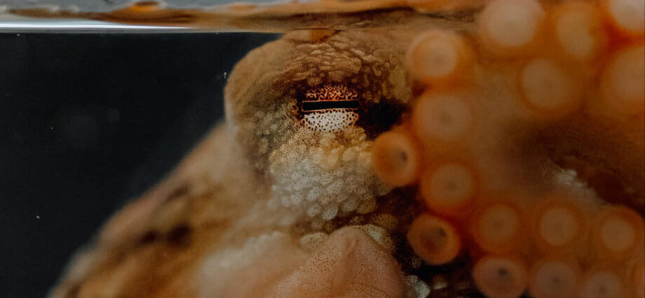 For octopuses, changing colors is hard work