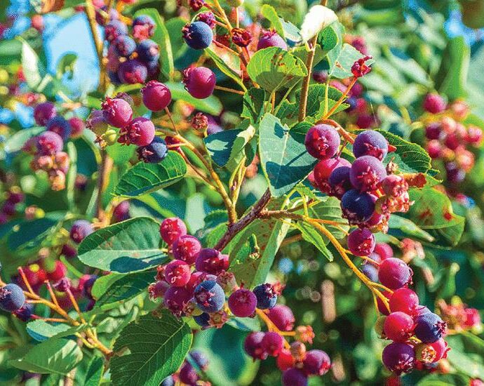 Nature’s gift economies | Science