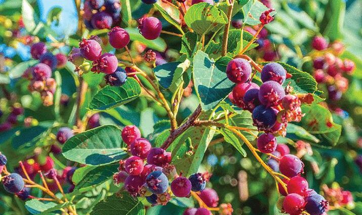 Nature’s gift economies | Science