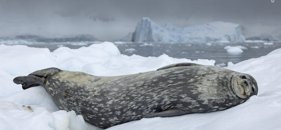 25 enchanting images from the Wildlife Photographer of the Year People’s Choice awards