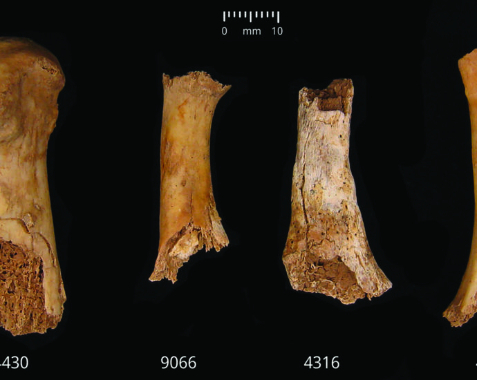 Bronze Age butchery and cannibalism unearthed in England