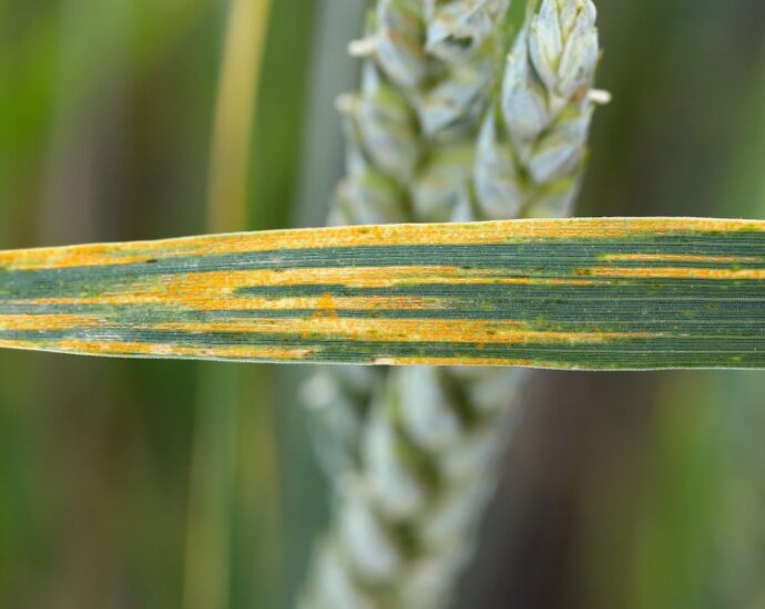 This international surveillance project aims to protect wheat from deadly diseases
