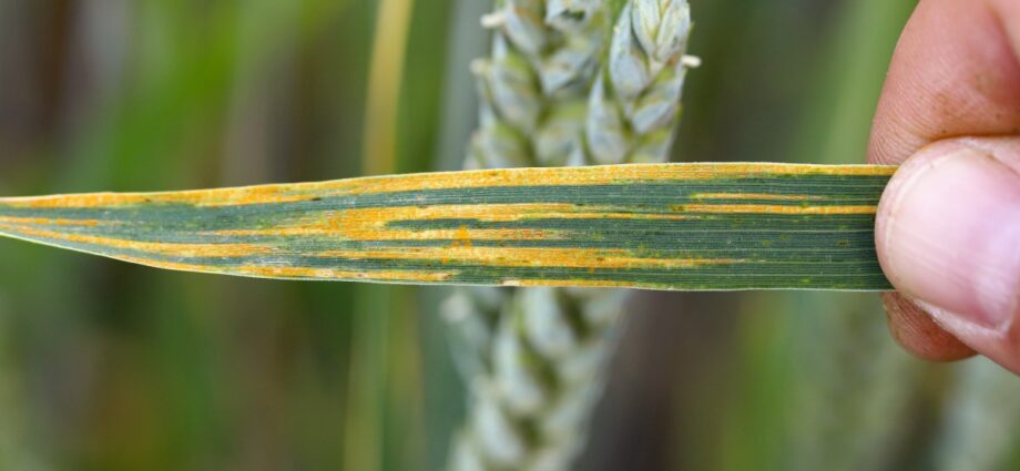 This international surveillance project aims to protect wheat from deadly diseases