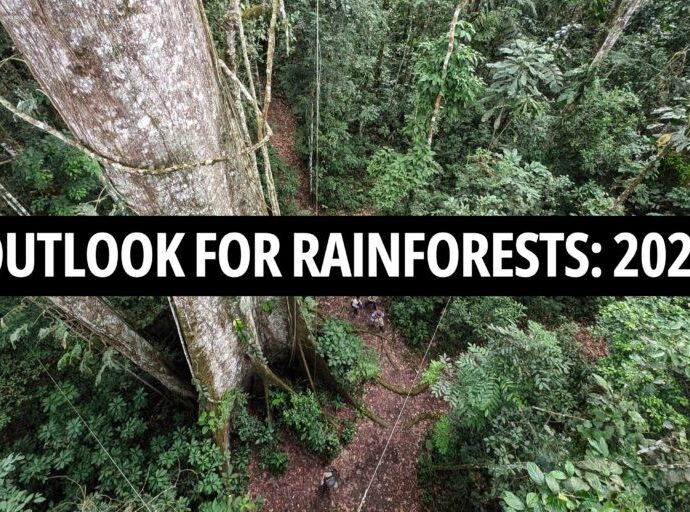 Rainforest Outlook 2025: Storylines to watch as the year unfolds