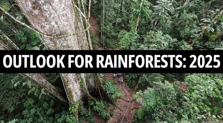 Rainforest Outlook 2025: Storylines to watch as the year unfolds