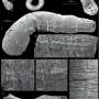 Fossil discovery sheds light on the early evolution of animal nervous systems