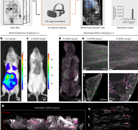 Nanocarrier imaging at single-cell resolution across entire mouse bodies with deep learning