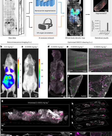 Nanocarrier imaging at single-cell resolution across entire mouse bodies with deep learning