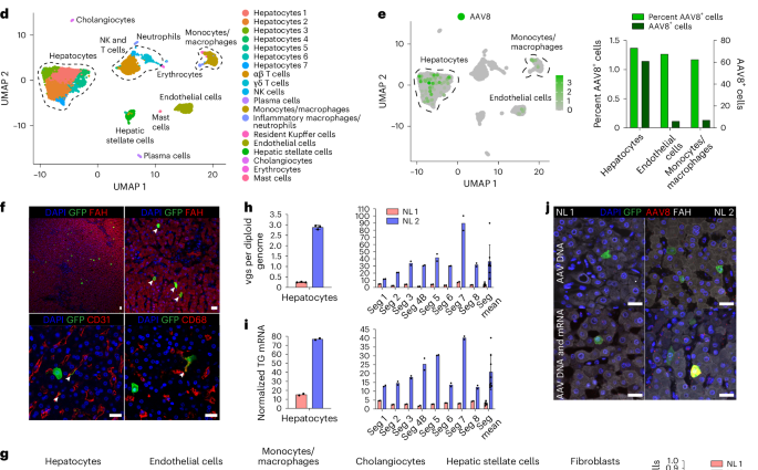 AAV capsid prioritization in normal and steatotic human livers maintained by machine perfusion