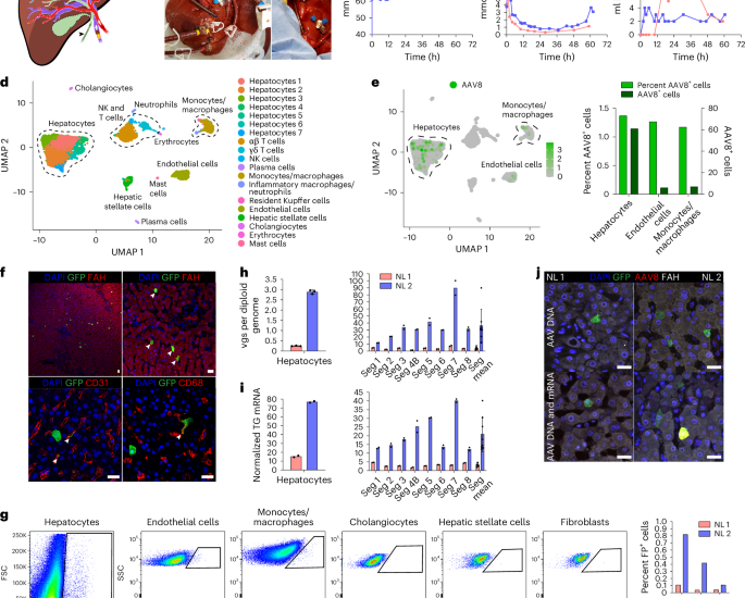 AAV capsid prioritization in normal and steatotic human livers maintained by machine perfusion