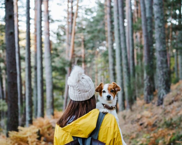 The best pet travel accessories for dogs and cats
