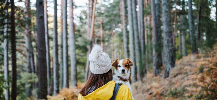 The best pet travel accessories for dogs and cats