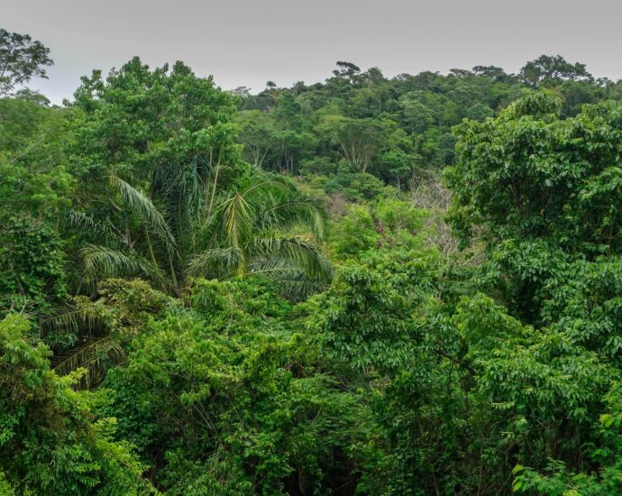Man from uncontacted tribe emerges from rainforest, signals to villagers