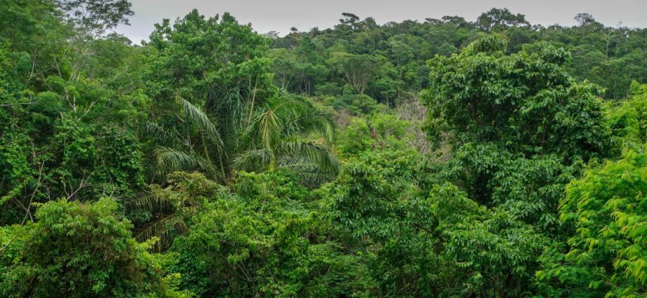 Man from uncontacted tribe emerges from rainforest, signals to villagers