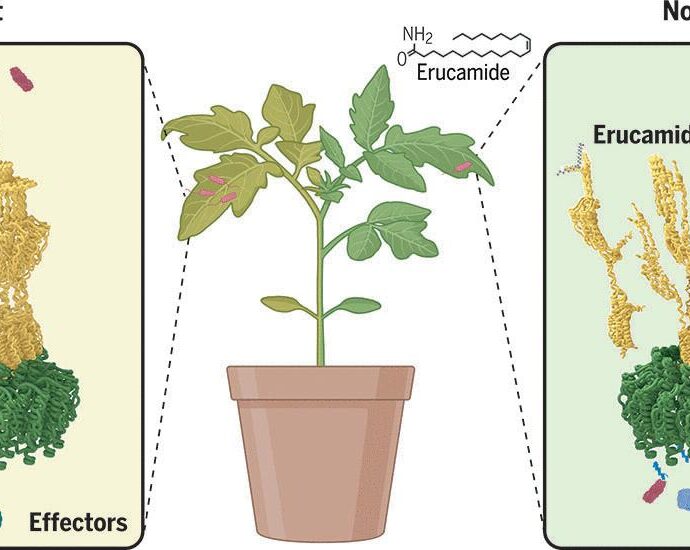 A widespread plant defense compound disarms bacterial type III injectisome assembly | Science