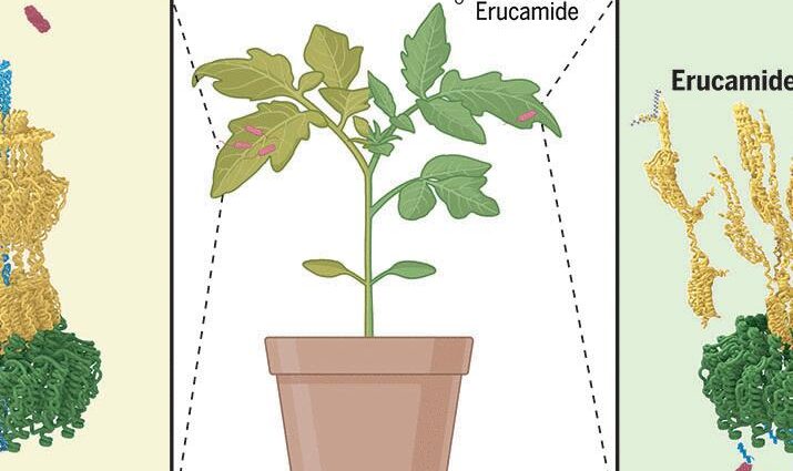 A widespread plant defense compound disarms bacterial type III injectisome assembly | Science