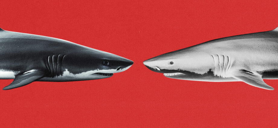 Media Buying Briefing: WPP and Stagwell offer a tale of two outlooks