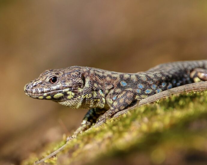 10 lizards were smuggled into Cincinnati in a sock. Now there are tens of thousands.