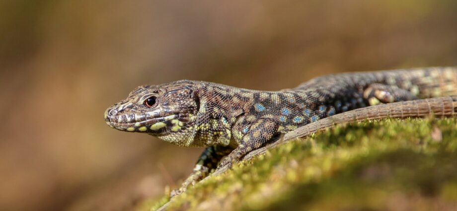 10 lizards were smuggled into Cincinnati in a sock. Now there are tens of thousands.