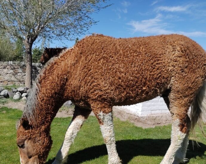 Charles Darwin couldn’t find these legendary curly horses. Centuries later, they’ve reappeared.