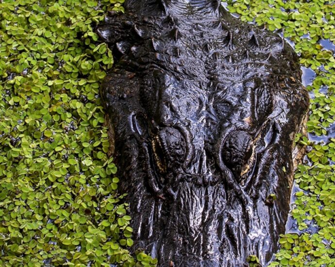 Why Florida’s greatest family attractions are in the wild