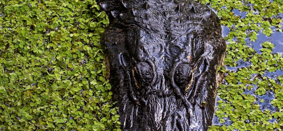 Why Florida’s greatest family attractions are in the wild