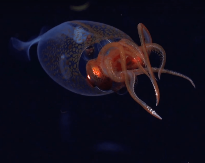 Colossal squid filmed in deep ocean for the first time ever