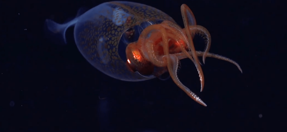 Colossal squid filmed in deep ocean for the first time ever