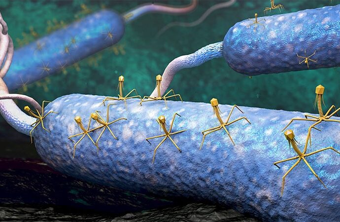 Gut Microbiome: Much More Than Bacteria