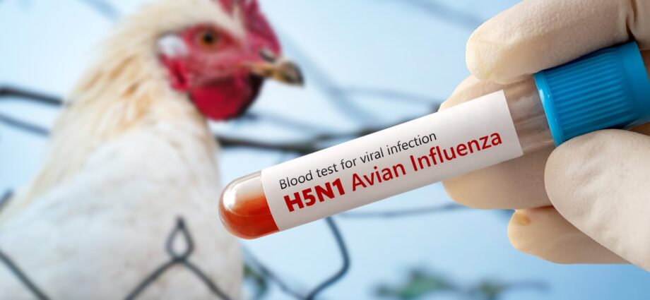Is the world heading towards a bird flu pandemic?