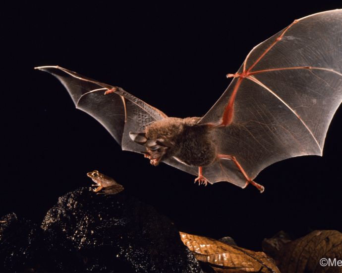 Young bats develop a ‘caller ID’ to avoid poisonous prey