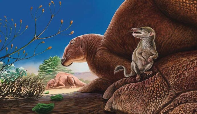 90-Million-Year-Old Mammal Fossil Found in Gobi Desert
